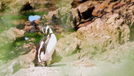 el pingüino africano limpia vigorosamente sus plumas después de nadar en el océano, a poca profundidad.