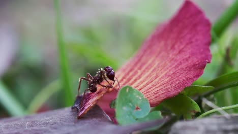 red fire ants collecting food from fallen flower petals outdoor