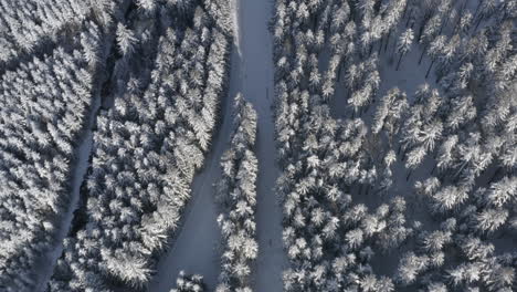 Skipiste-Und-Ein-Bach-In-Einem-Nadelwald-Im-Winterschnee,-Tschechien