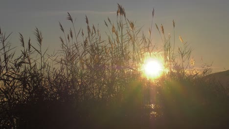 sun rising through marsh reeds