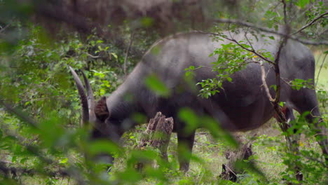 Handheld-Nahaufnahme-Eines-Wilden-Büffels,-Der-Im-Asiatischen-Wald-Isst