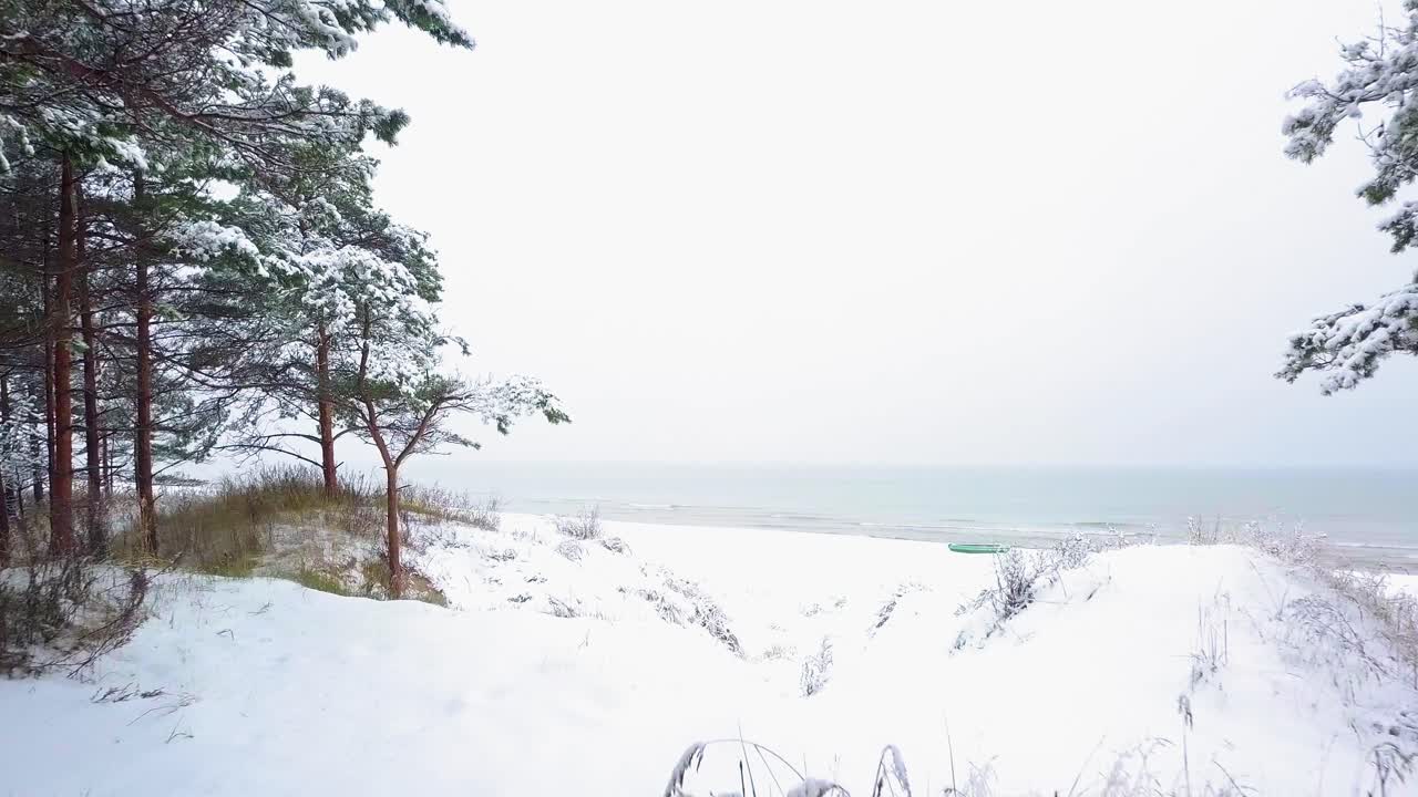 눈으로 덮힌 나무의 아름다운 공중 영상, 가벼운 눈이 내리는 것, 북유럽 삼림 지대 소나무 숲, 발트 해 연안, 나무 사이로 앞으로 움직이는 넓은 드론 샷