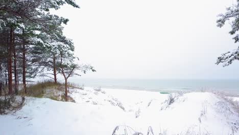 Beautiful-establishing-aerial-footage-of-trees-covered-with-snow,-light-snow-falling,-Nordic-woodland-pine-tree-forest,-Baltic-sea-coast,-wide-drone-shot-moving-forward-through-the-trees