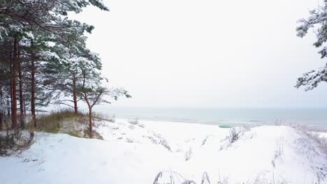 beautiful establishing aerial footage of trees covered with snow, light snow falling, nordic woodland pine tree forest, baltic sea coast, wide drone shot moving forward through the trees