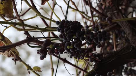 Der-Herbst-Ist-Bei-Mir-Und-überall-Und-An-Allen-Orten