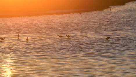 seabirds wading in shallow wetlands; golden sunset