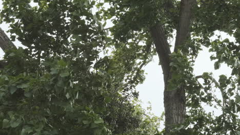 Mittlere-Zeitlupenaufnahme-Der-Blätter-Eines-Baumes,-Die-Im-Wind-Wehen