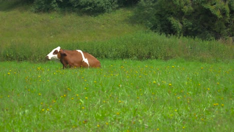 locked off view of single brown cow with white spots sitting on meadow with white butterfly flying through frame