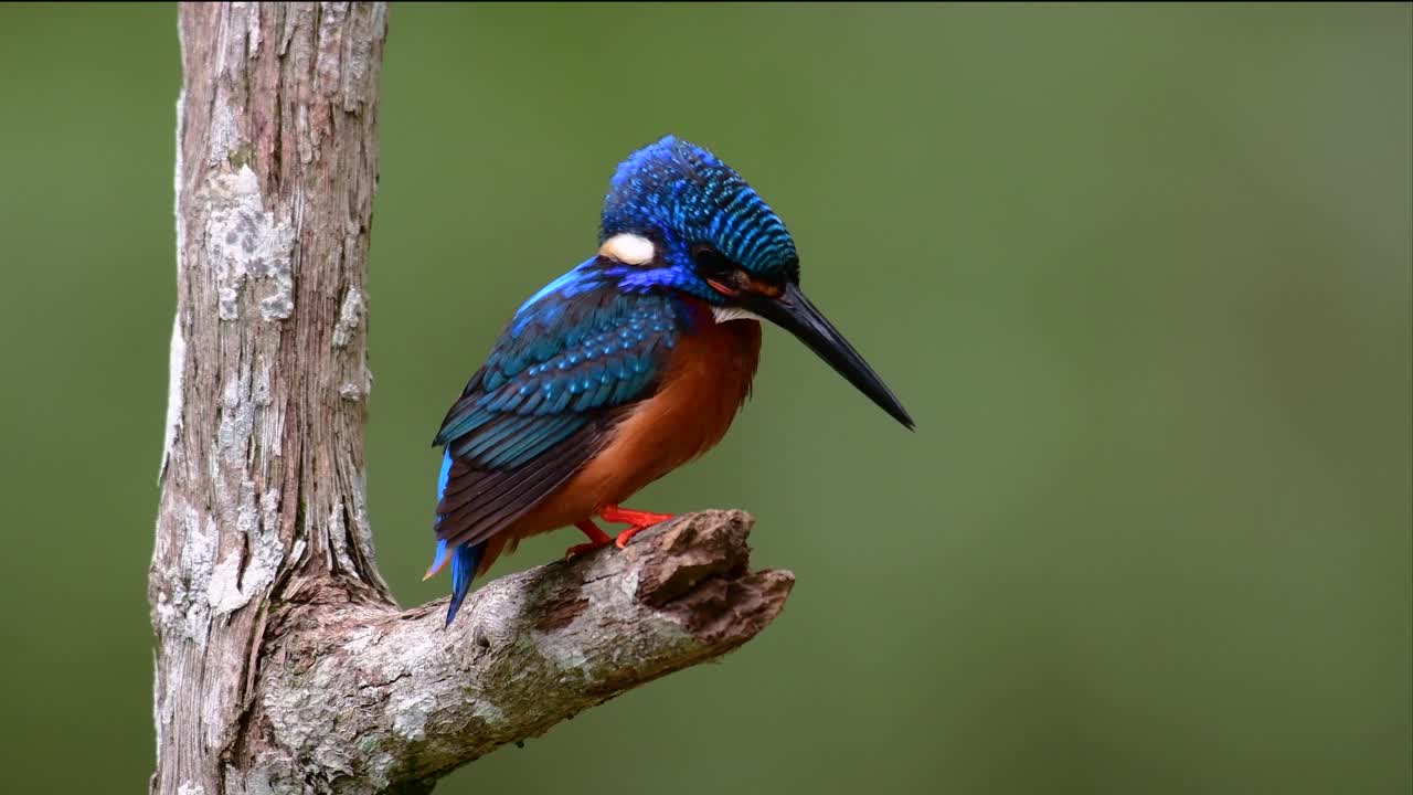 el martín pescador de orejas azules es un pequeño martín pescador que se encuentra en tailandia y es buscado por los fotógrafos de aves debido a sus hermosas orejas azules, ya que es una pequeña, linda y esponjosa bola de plumas azules de un pájaro