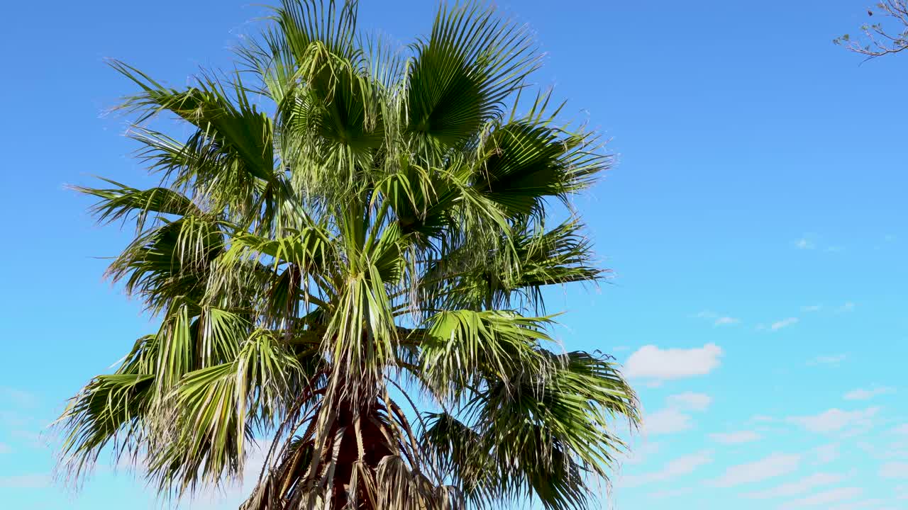 palmera en el viento