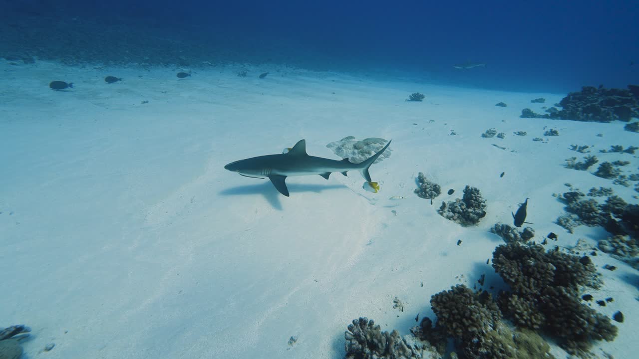 tiburón de arrecife gris nadando sobre arena blanca cerca de un arrecife de coral tropical en aguas claras, en el atolón de fakarava en el océano pacífico sur alrededor de las islas de tahití