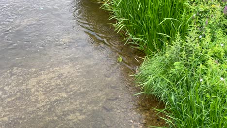 Small-duck-swim-against-the-current-on-lake-shore-along-tall-green-grass