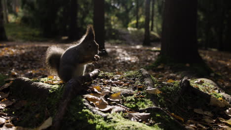 Cerrar-Tiro-Oscuro-Slomo-De-Ardilla-Comiendo-Y-Corriendo-En-El-Bosque-De-Otoño