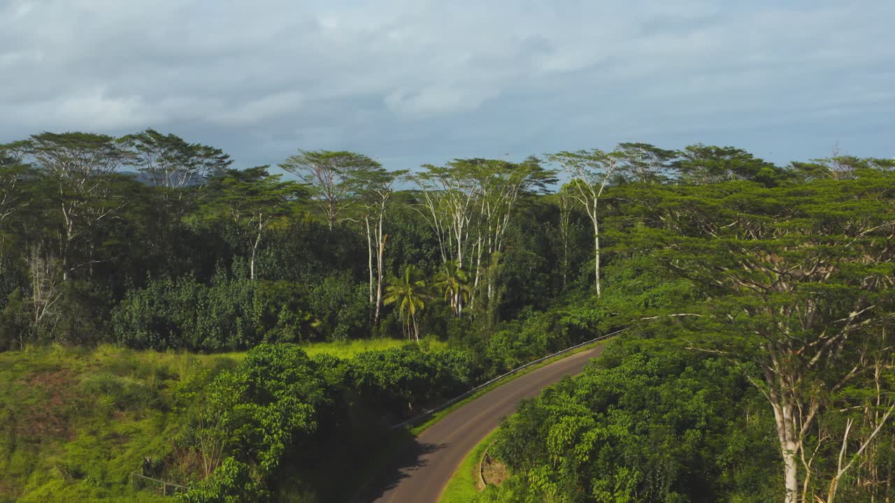 vista aérea volando sobre árboles tropicales en kauai, hawaii