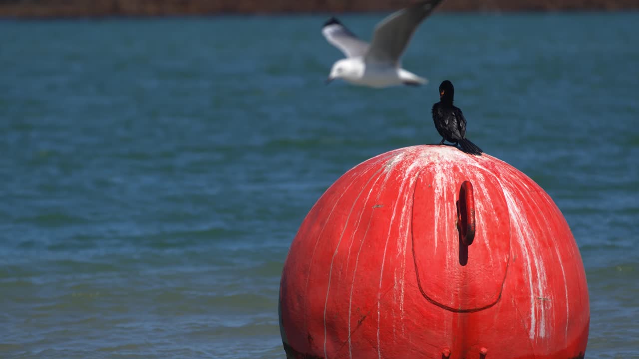 Close view of Black bird standing on an orange floating buoy on the ocean in a Blue sky sunny day. Cape Town WC South Africa