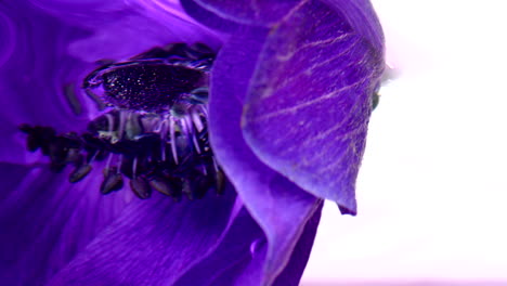 close-up of a deep purple anemone flower