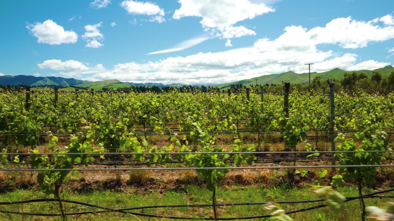 Carrellata di un vigneto nella zona di Waipara in Nuova Zelanda