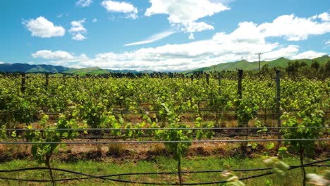 Foto-De-Seguimiento-De-Un-Viñedo-En-El-área-De-Waipara-En-Nueva-Zelanda