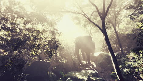 slow-motion-view-of-elephant-in-sun-light