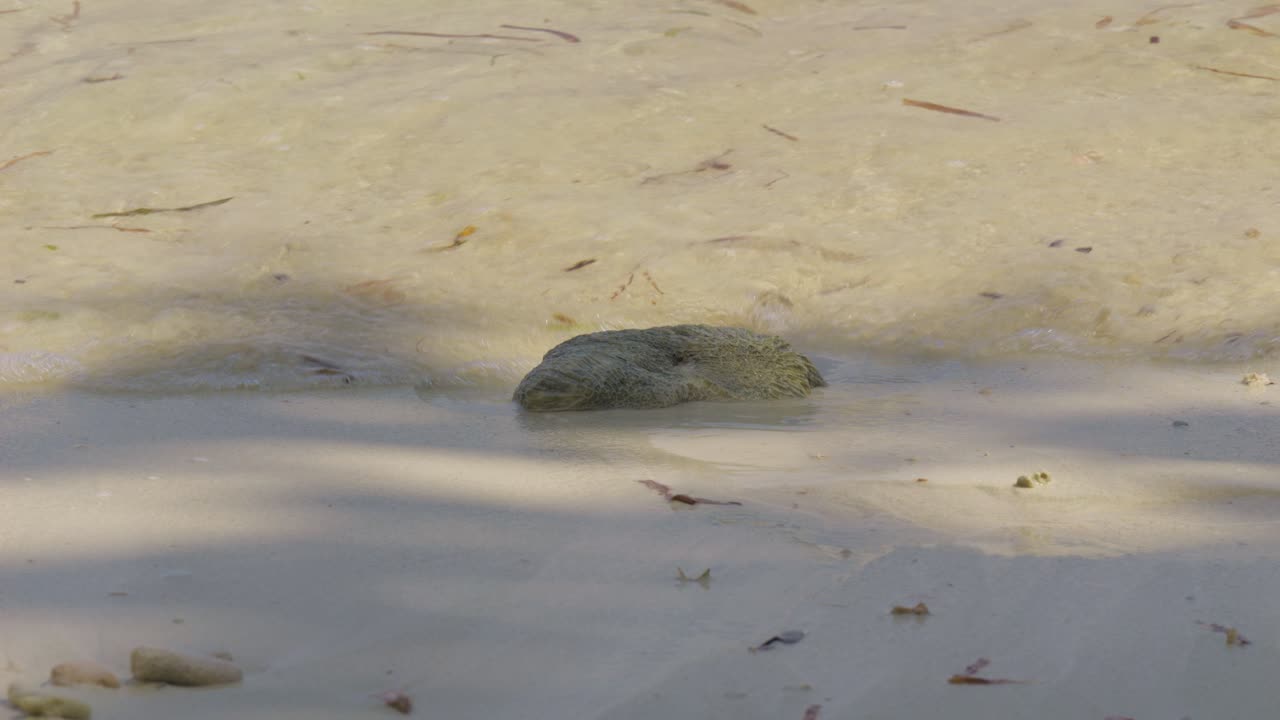 Large Seashell Submerged in Shallow Ocean Water on a Sandy Beach