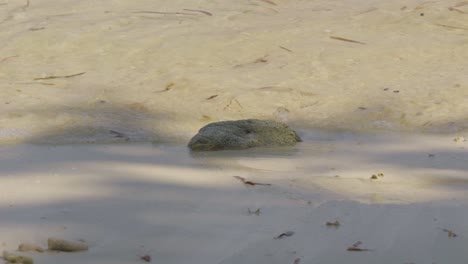 large seashell submerged in shallow ocean water on a sandy beach