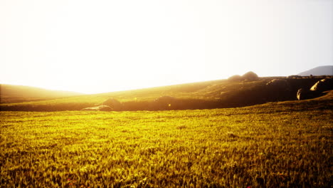 el atardecer dorado sobre un campo de hierba