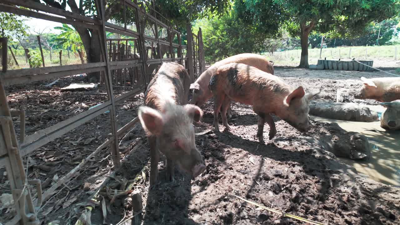 Dirty pigs in a muddy farm, Apure, Venezuela, living in a rustic, rural setting
