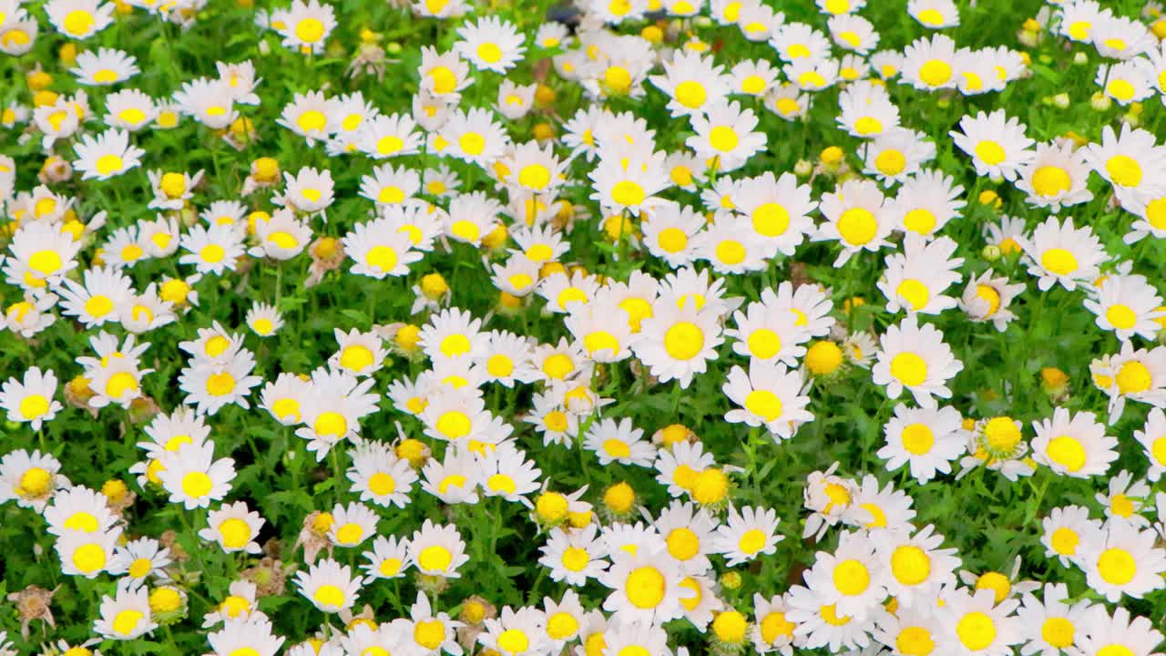 la mejor vista en yokohama