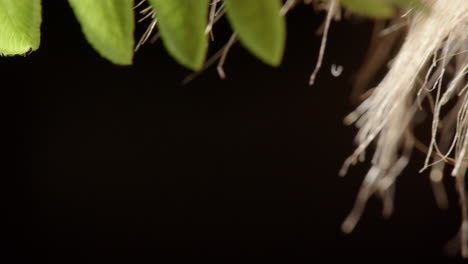 tick on leaf climbs onto passing host using outstretched front legs, questing