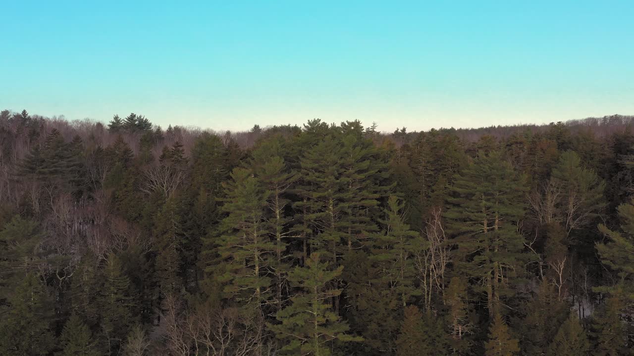 청소년 대머리 독수리와 함께 메인에 있는 겨울 숲의 나무 꼭대기를 따라 공중 미끄럼틀