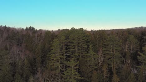 luftrutsche entlang der baumwipfel eines winterlichen waldes in maine mit einem jugendlichen weißkopfseeadler