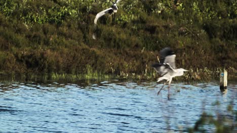 slowmotion tracking shot of a pair of herons flying low above a river