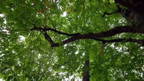 Vista-De-ángulo-Bajo-Del-Alto-árbol-Verde