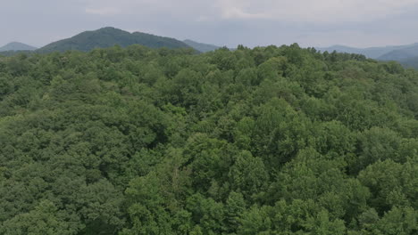 fast aerial flyover of green trees on a mountain with a reveal showing more trees and a valley