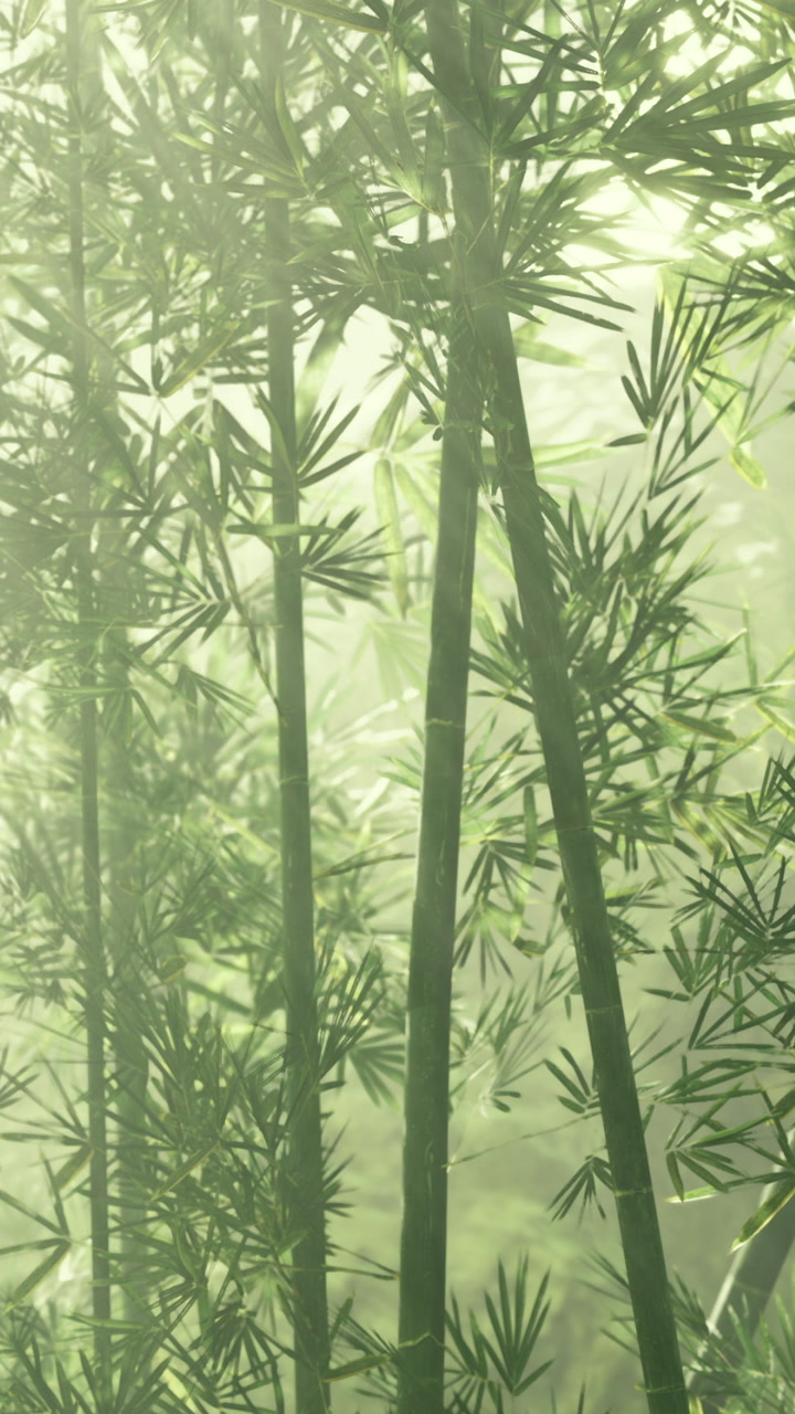 Bamboo forest with mist in early morning light in a natural setting