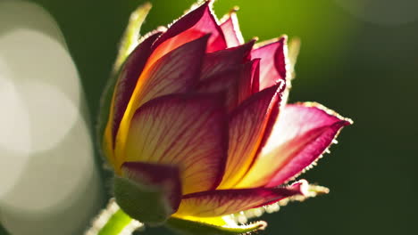 close-up of a vibrant, colorful rose bud