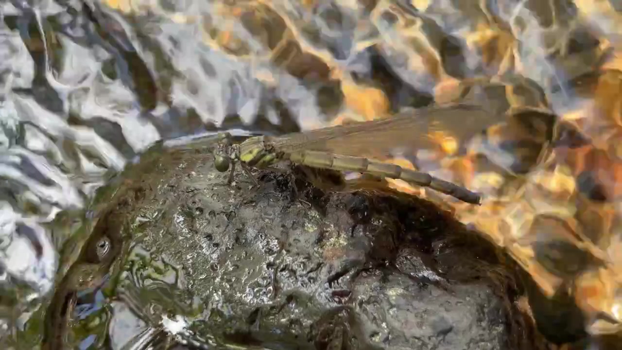 Libellula posata su una roccia in un ruscello che scorre