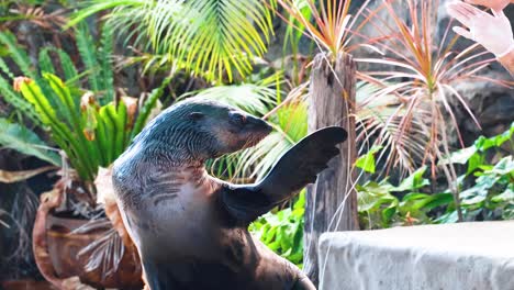 sea lion interacts with trainer in thailand