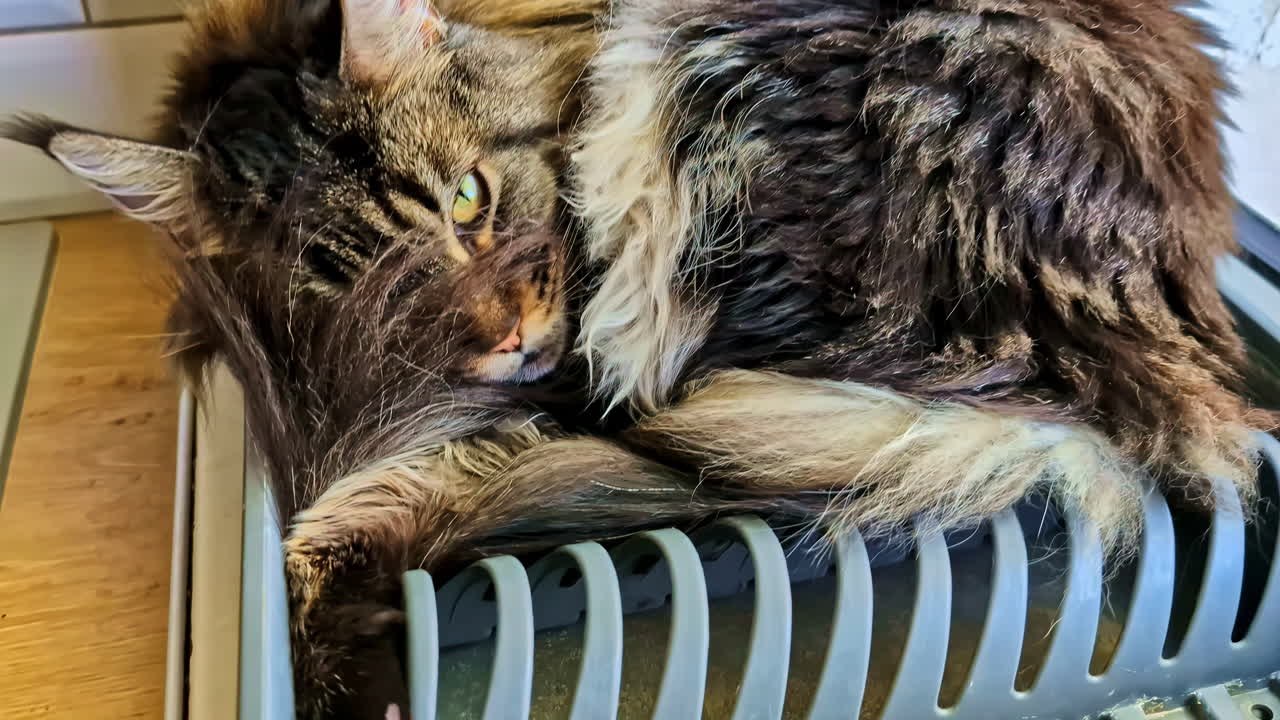 Beautiful black cat leaning on dish rack. Funny house cat videos in Jelgava, Latvia