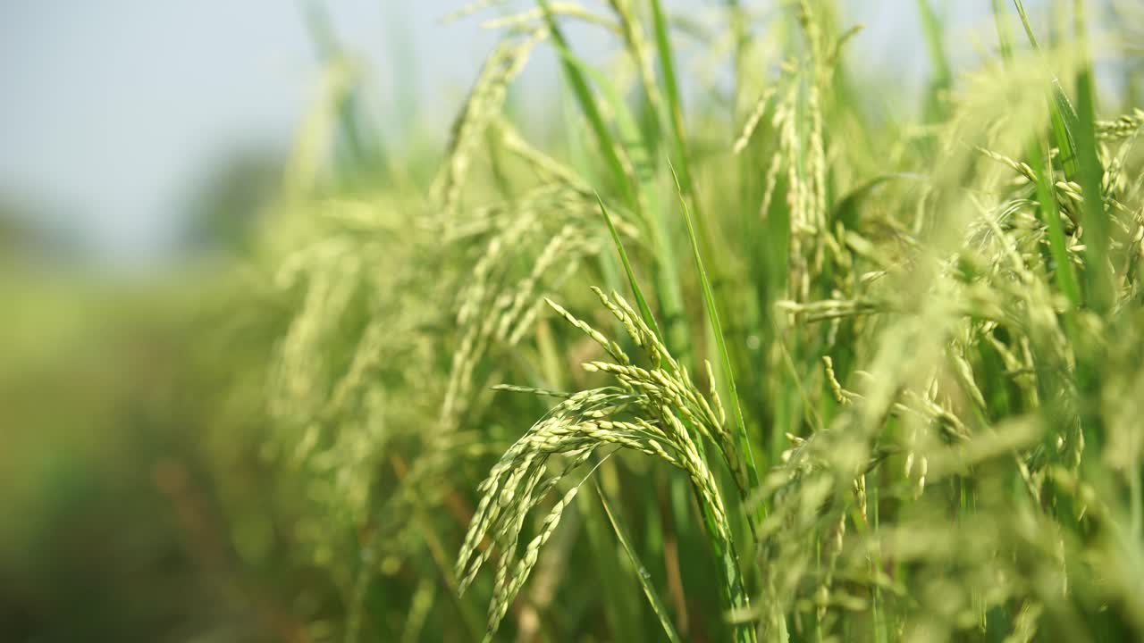 쌀은 많은 아시아 국가에서 주식입니다.