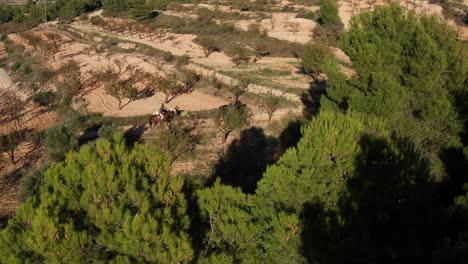 Antena-Espectacular-Sobre-Los-árboles-Y-Hacia-La-Gente-A-Caballo-En-Els-Purgatés,-Alicante,-España