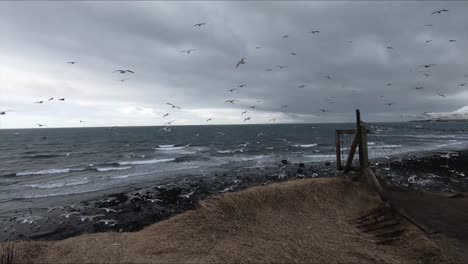 impressive slow motion view of huge number of seagulls flying together in black beach in north coast of iceland