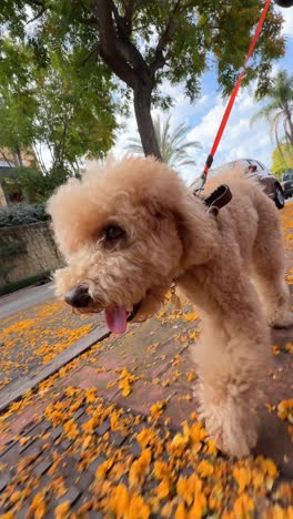 fluffy poodle on a walk