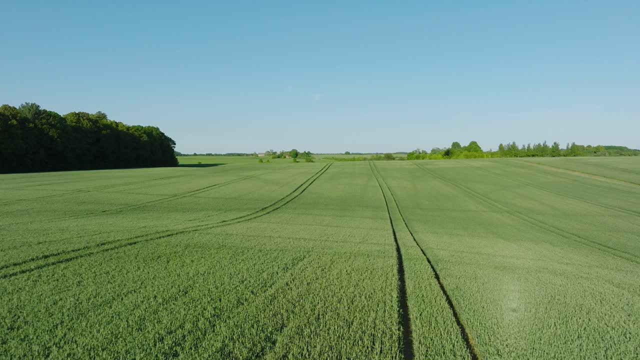Etablierende Luftaufnahme eines reifenden Kornfeldes, biologische Landwirtschaft, ländliche Landschaft, Produktion von Lebensmitteln und Biomasse für nachhaltige Bewirtschaftung, sonniger Sommertag, weite Drohnenaufnahme, die tief nach hinten fährt