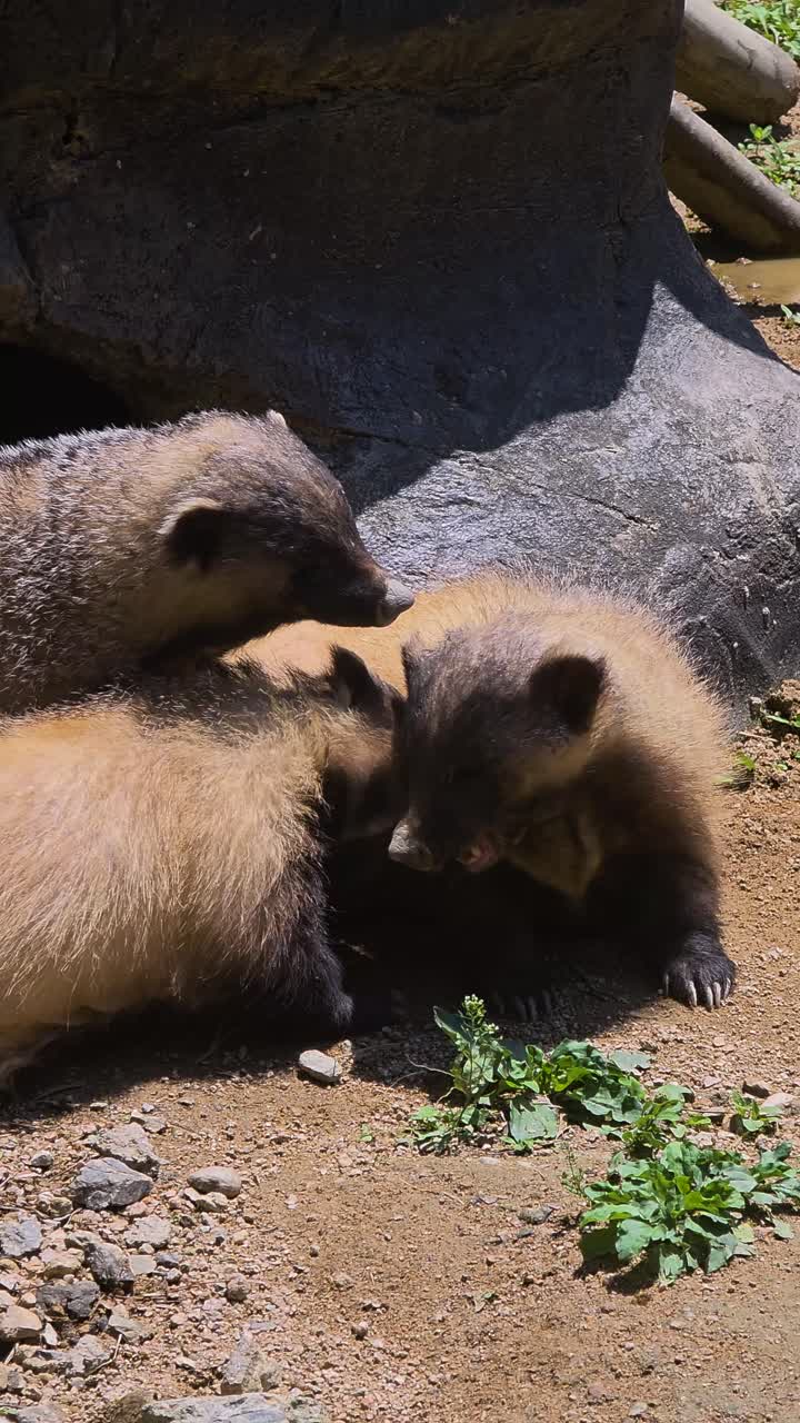 A trio of Eurasian badgers engage in an aggressive fight, biting and snarling at each other in a raw display of wild, instinctual territorial behavior.
