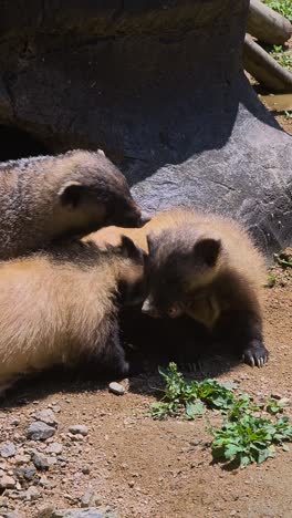 a trio of eurasian badgers engage in an aggressive fight, biting and snarling at each other in a raw display of wild, instinctual territorial behavior.