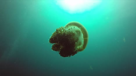 Huge-jellyfish-swims-to-surface-with-sun-behind