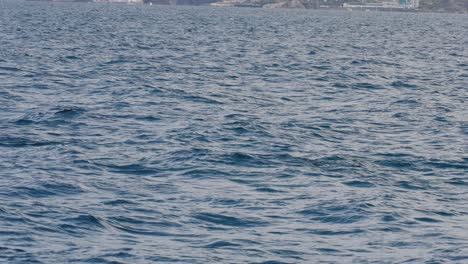 Dolphins near the coastline of Madeira island, Portugal