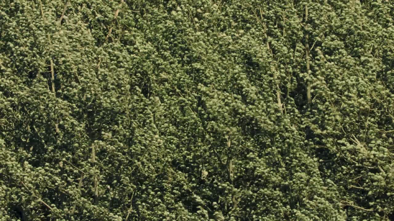 A group of leafy trees sway in the wind
