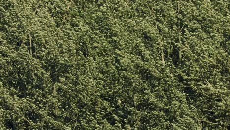 a group of leafy trees sway in the wind